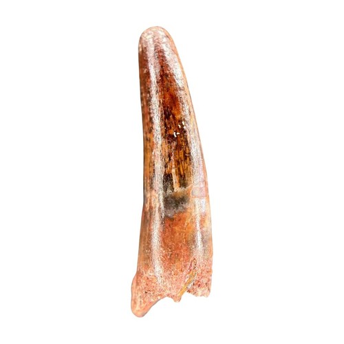 Dent spinosaurus maroc - dent,