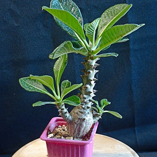 Pachypodium baronii