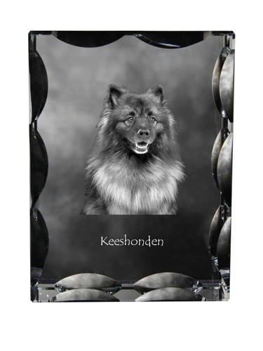 Keeshond wolf spitz - wolf, allemand