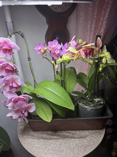 Lot orchidées - de,