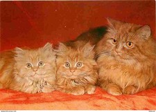 Carte Postale - Animaux -