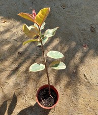 Ficus elastica – Feuillage épais et brillant, plante graphique et robuste