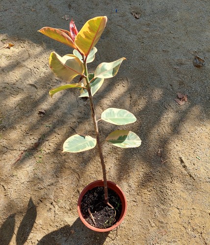 Ficus elastica feuillage - ficus, –
