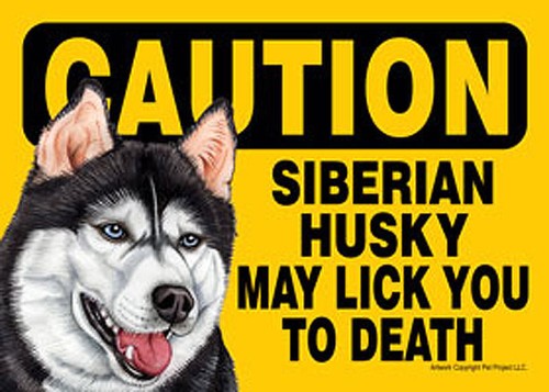 Sibérien husky caution may - sibérien,