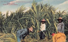 B157 Martinique Coupe de Cannes a Sucre Cane Sugar Workers Ethnic postcard