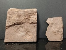 Trace De Pas Autunien Rouge De