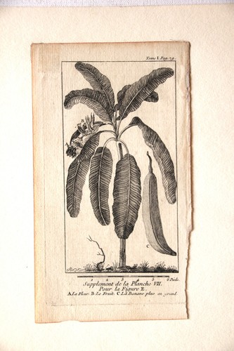 Gravure ancienne feuillet - gravure,