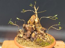 Bonsaï olivier 36 x 30 cm en