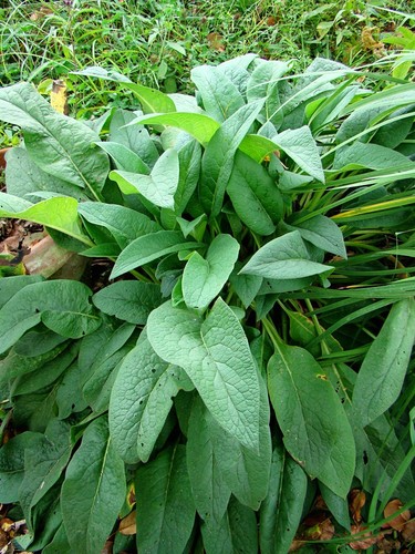 Bocking comfrey root - bocking,