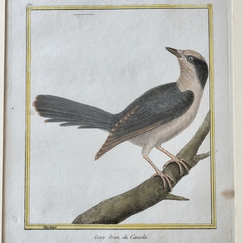 Martinet gravure oiseau geay - gravure,