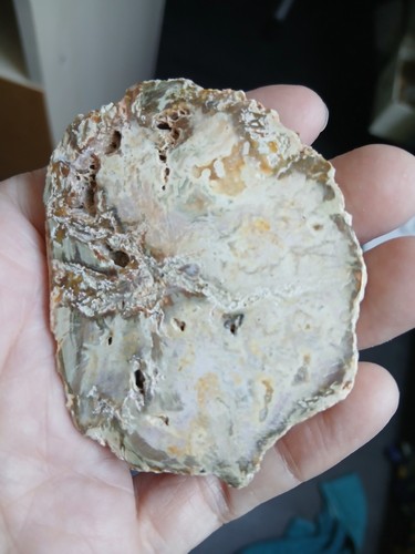 Bois fossile pétrifié
