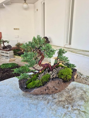 Bonsaï juniperus kishu - bonsaï,