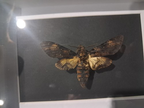 Papillon sphinx tête - papillon,