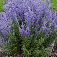 Perovskia atriplicifolia Lacey