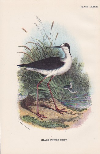 échasse blanche himantopus - Échasse,