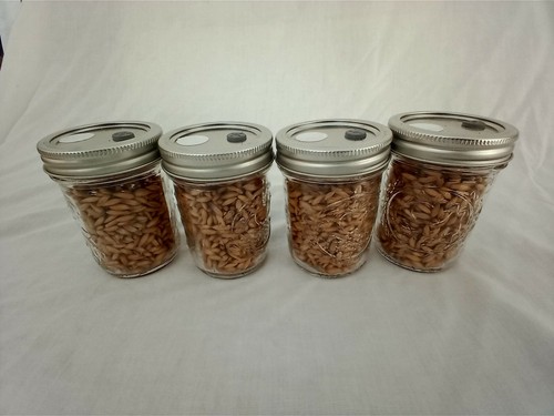 Pint mushroom jars ready - 1/2,