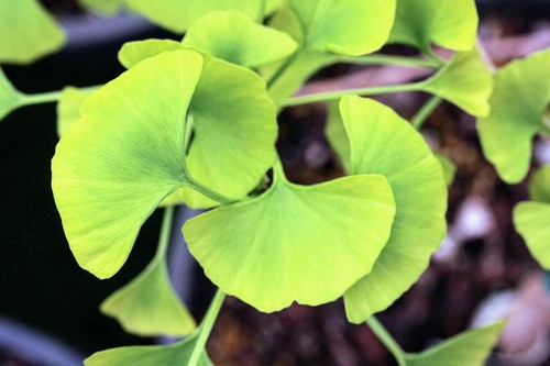 Ginkgo biloba plante rare - ginkgo,