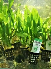 ECHINODORUS AMAZONICUS PLANTE