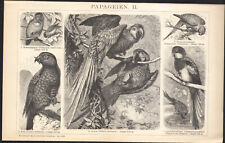 1897 Original Engraving Birds Parrots Parakeets Ornithology