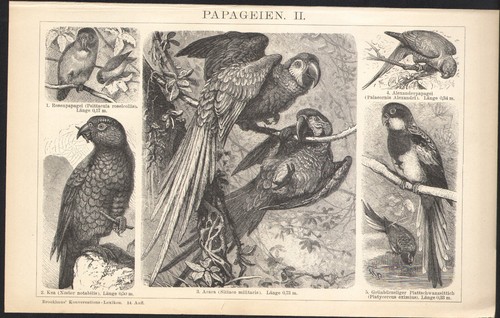 1897 gravure originale oiseaux - 1897,