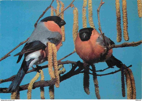 Carte postale animaux - carte,