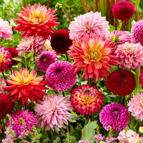 Tubercules bulbes dahlias - de,