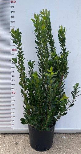 Plante arbousier arbutus - plante, d'arbousier