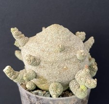 VERY NICE! Cactus Pseudolithos