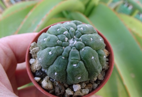 Astrophytum asterias kikko - astrophytum,