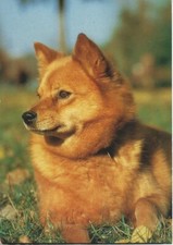 ANTIQUE POSTCARD: PUPPY