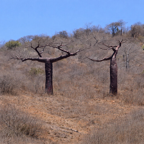 Adansonia suarezensis seeds - adansonia,