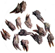 Permian shark reptile amphibian tooth fossil rich matrix Waurika Oklahoma (fine)