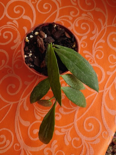 Hoya mémoria gracilis - hoya,