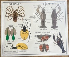 🦞 Ancienne affiche scolaire
