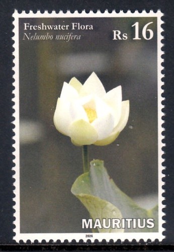 Maurice 2026 fleurs eau - maurice,