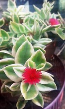 🌿 Lot Plantes Grasses &