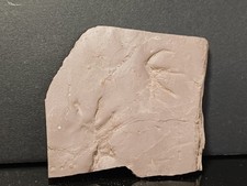 Trace De Pas Autunien Rouge De