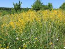 Gaillet jaune 6000 graines