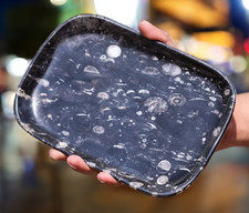 Plaque D'Ammonite Poli De