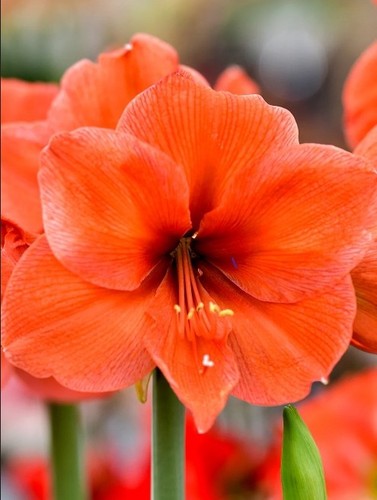 Orange amaryllis bulb - 1,