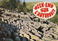 Postcard card 10x15c HUMOROUS ANIMALS WEEKEND on the highway sheep