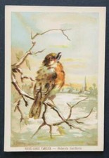 Chromo image ROUGE GORGE