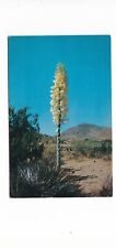 Yucca desert flower with white blossom cluster midcentury postcard Ariz. Calif.