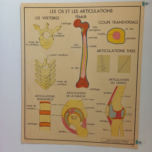 Affiche pédagogique scolaire - pédagogique,,