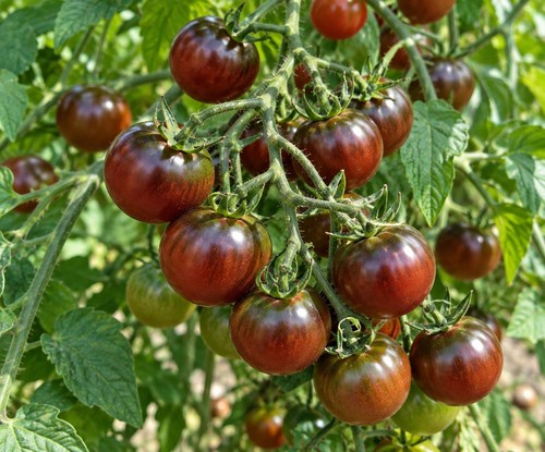 Graines tomates cerises - graines, de