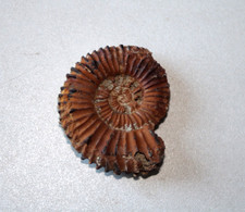 Ammonite du Valanginien de la