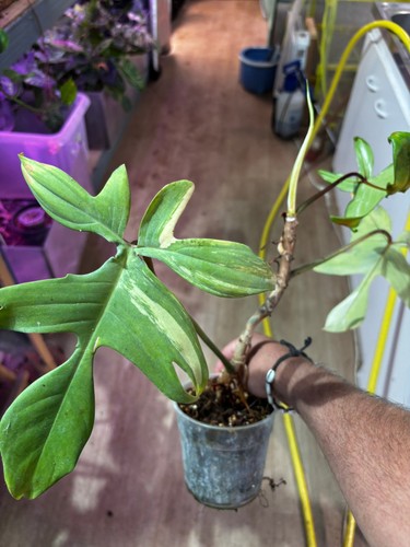 Philodendron florida ghost - philodendron,