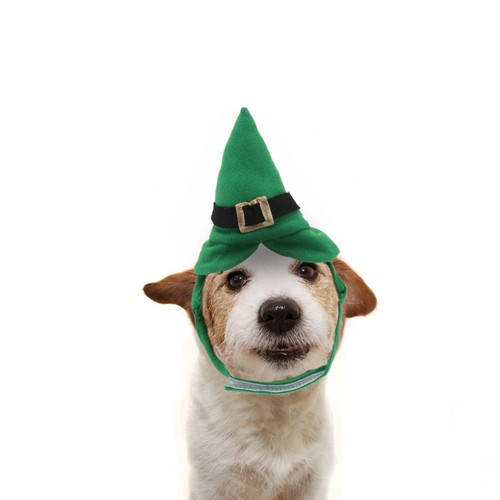 Deguisement pour chien chat - deguisement,