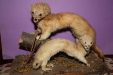 – Hermines naturalisées – Cabinet de Curiosités  Taxidermie
