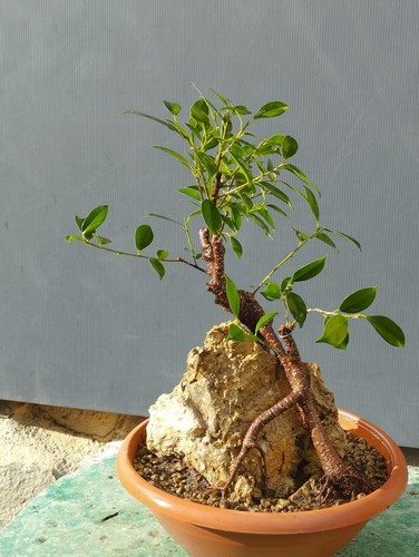 Bonsaï ficus 40x25 pot - bonsaï,